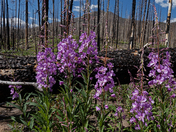 Roosevelt National Forest