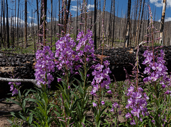 Roosevelt National Forest