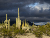 Organ Pipe National Monument