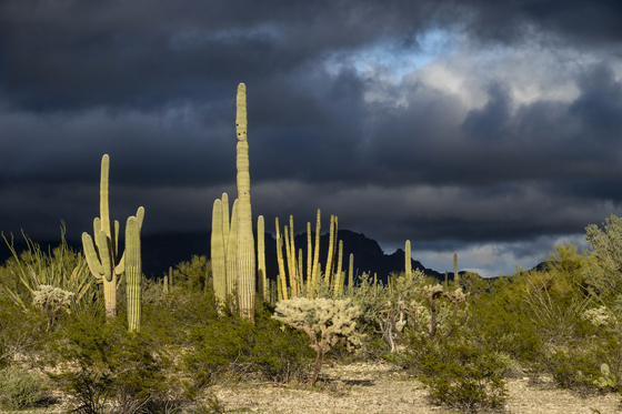 Organ Pipe National Monument