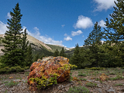 Pike National Forest