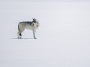 Grand Teton National Park