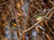 Golden Crowned Kinglets