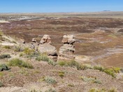 Petrified Forest National Park