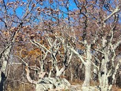 Shenandoah National Park