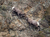 Bighorn Ram Battle