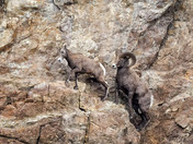 Bighorn Rams and the Rur