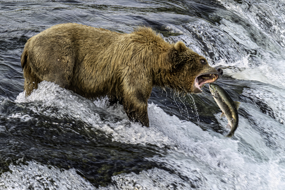 Katmai National Park