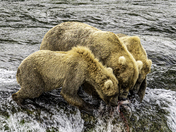 Katmai National Park