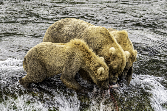 Katmai National Park