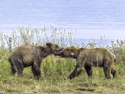 Katmai National Park