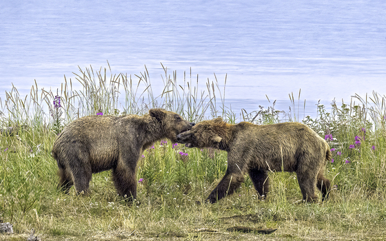 Katmai National Park