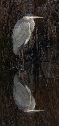 Alligator River National Wildlife Refuge