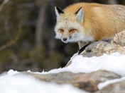 Rocky Mountain National Park