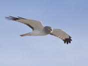 Alligator River National Wildlife Refuge