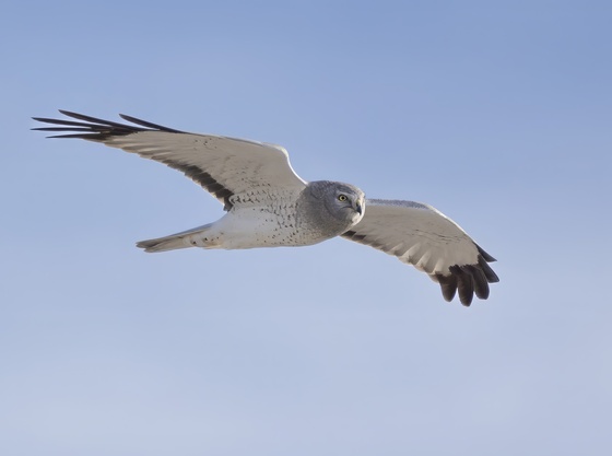 Alligator River National Wildlife Refuge
