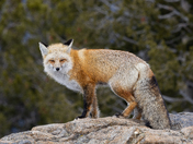 Rocky Mountain National Park