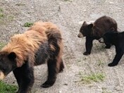 Wrangell-St Elias National Park and Preserve 