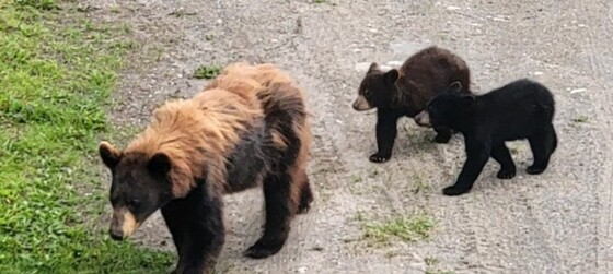 Wrangell-St Elias National Park and Preserve 
