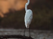 Great egret