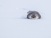 Northern River Otter