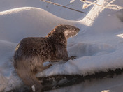 River Otter