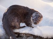River Otter