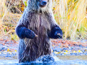 Zombie Bear !