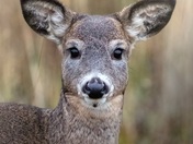 This Face 