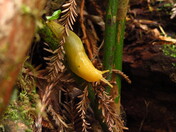 Redwoods National Park
