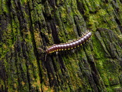 Redwoods National Park