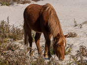 Assateague Island National Seashore 