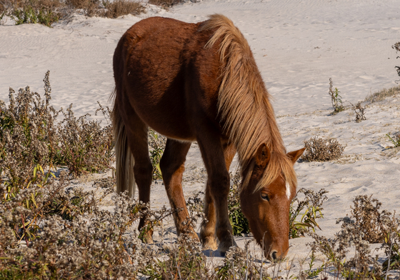 Assateague Island National Seashore 