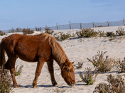 Assateague Island National Seashore 