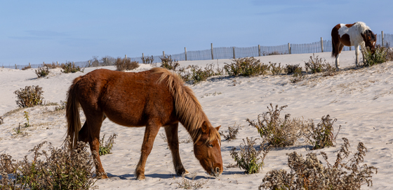 Assateague Island National Seashore 
