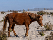 Assateague Island National Seashore 