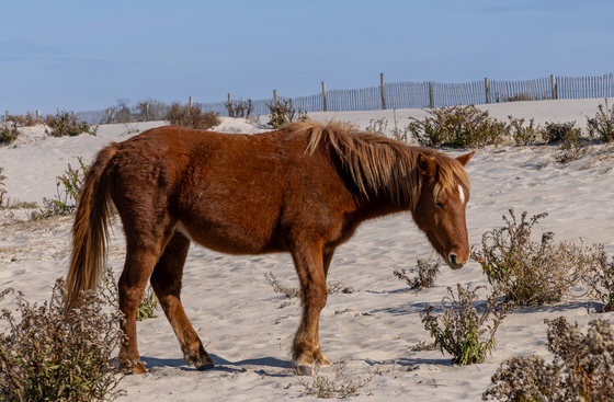 Assateague Island National Seashore 
