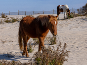 Assateague Island National Seashore 