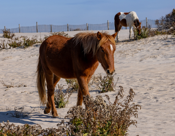 Assateague Island National Seashore 