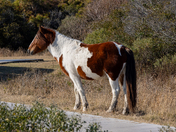 Assateague Island National Seashore 