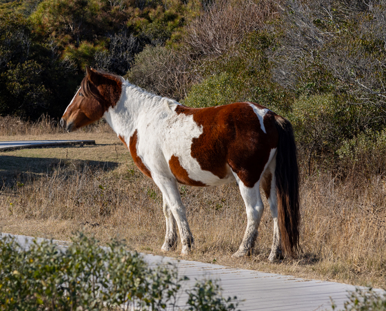 Assateague Island National Seashore 