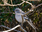 Assateague Island National Seashore 