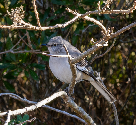 Assateague Island National Seashore 