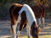 Assateague Island National Seashore 