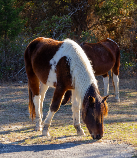 Assateague Island National Seashore 