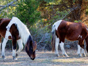 Assateague Island National Seashore 