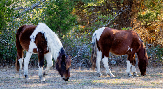 Assateague Island National Seashore 