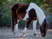 Assateague Island National Seashore 