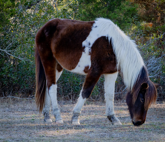 Assateague Island National Seashore 