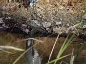 Chesapeake & Ohio Canal National Historical Park